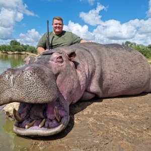 Hippo Hunt South Africa