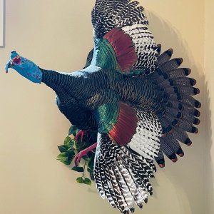 Turkey Mount Taxidermy