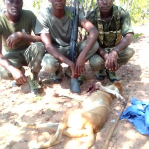 Injured Animal Zimbabwe