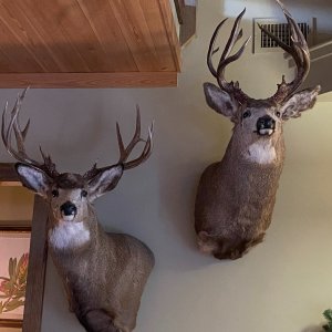 Mule Deer Wall Pedestal Mounts Taxidermy