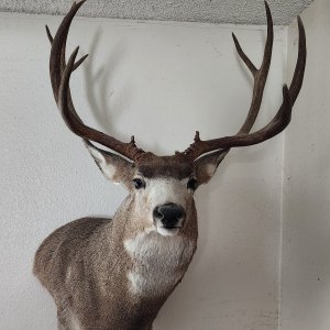 Mule Deer Wall Pedestal Mounts Taxidermy