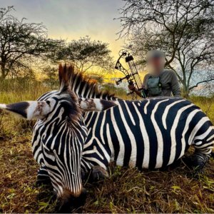 Zebra Bow Hunt