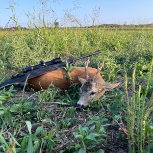 Roe Deer Hunt Hungary