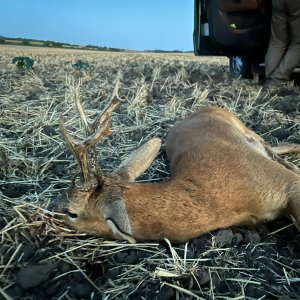 Roe Deer Hunt Hungary