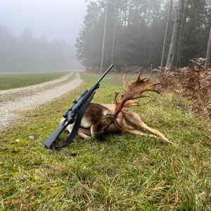 Fallow Deer Hunt Hungary