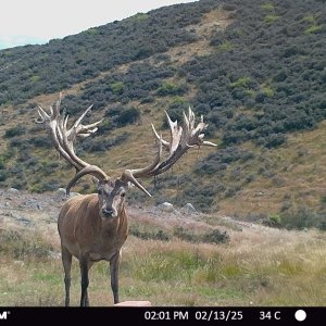 Red Stag Trail Camera New Zealand