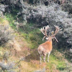 Red Stag New Zealand