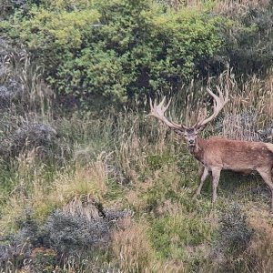 Red Stag New Zealand