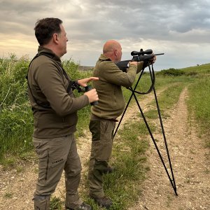 Roebuck hunting in Romania