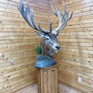 Argentinian Red Deer Pedestal Mount Taxidermy