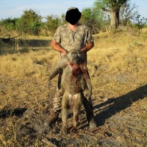 Grey-Footed Chacma Baboon Hunt