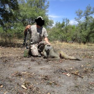 Grey-Footed Chacma Baboon Hunt