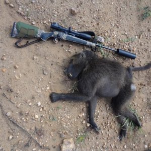 Baboon Hunt