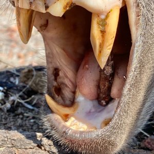 Baboon Teeth