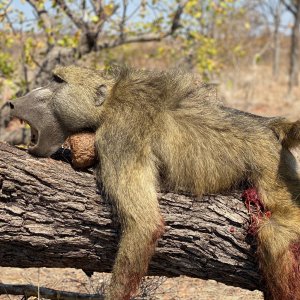 Baboon Hunt