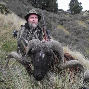 New Zealand Arapawa Ram Hunt