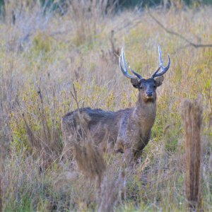 Rusa Deer New Zealand