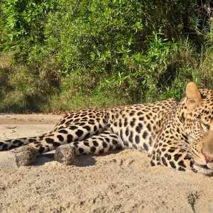 Leopard Hunt Mozambique