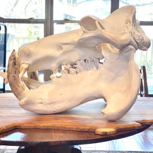 Hippo Skull