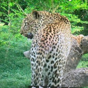 Leopard Trail Camera