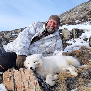 Arctic Fox Hunt Greenland