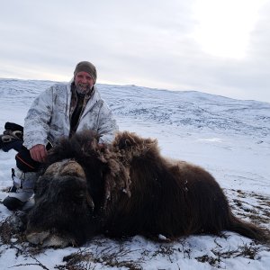 Greenland Muskox Hunt