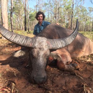 Water Buffalo Hunt Hunt Australia