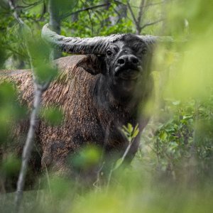 Water Buffalo Australia