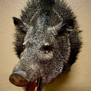 Javelina Shoulder Mount Taxidermy