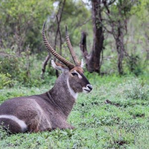 Waterbuck South Africa