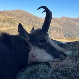 Carpathian Chamois Hunt Romania