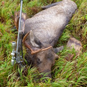 Media '50 Inch Moose Hunt Alaska' in category 'Hunting Worldwide'