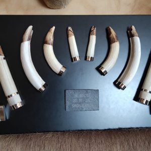 Hippo Teeth Display