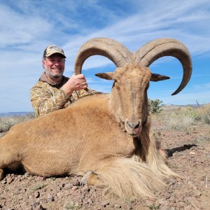 Aoudad Ram Hunt Alpine Texas