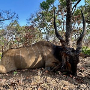 Lord Derby Eland Hunt Cameroon