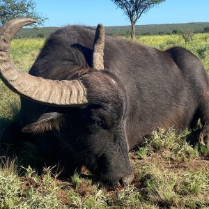 Water Buffalo Hunt Argentina