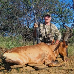 Red Hartebeest Hunting Namibia