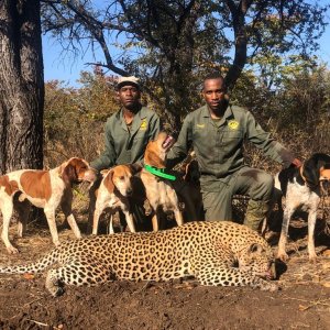 Leopard Hunt With Hounds Zimbabwe