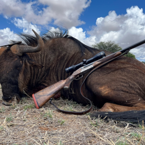 Blue Wildebeest Hunt South Africa