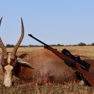 Belsbok Hunt South Africa