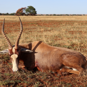 Blesbok Hunt South Africa