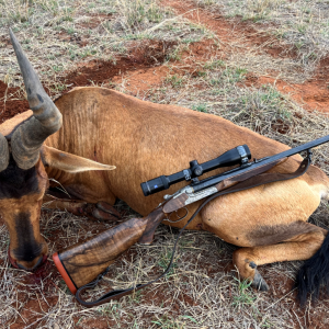 Hartebeest Hunt South Africa