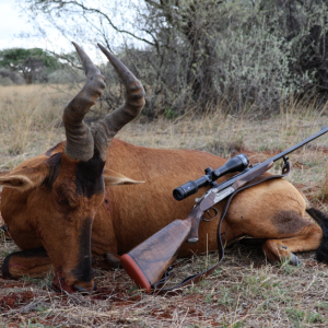 Hartebeest Hunt South Africa