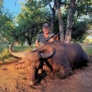 Buffalo Cow Hunt South Africa