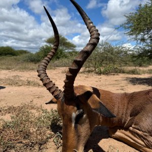 Impala Hunt South Africa