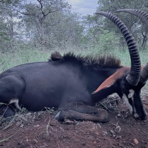 Sable Hunt South Africa