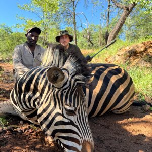 Zebra Hunt South Africa