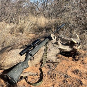 Warthog Hunt South Africa