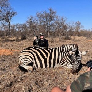 Zebra Hunt South Africa