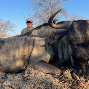 Blue Wildebeest Hunt South Africa